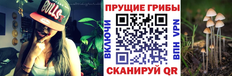 цена наркотик  Маркс  Галлюциногенные грибы Psilocybe 